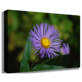 Purple Daisy Canvas Printed | Wallhogs