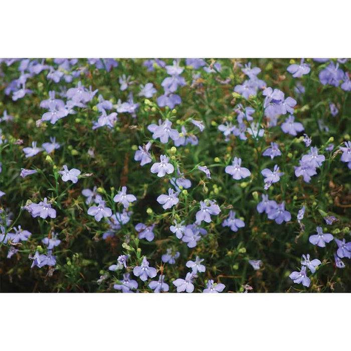 Purple Flowers Wall Decal Printed | Wallhogs