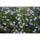 Purple Flowers Wall Decal Printed | Wallhogs