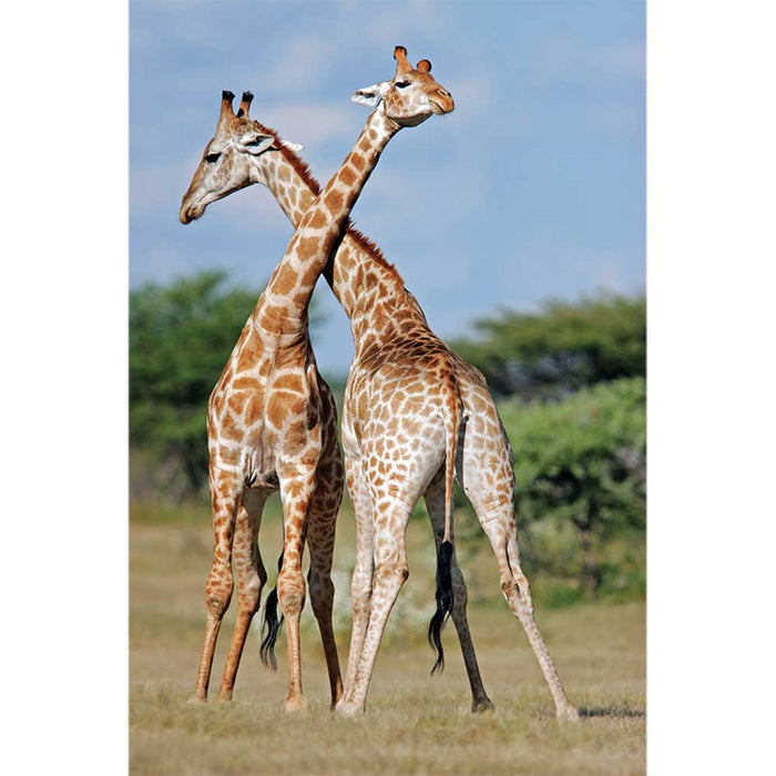 Crossing Giraffes Wall Decal Printed | Wallhogs