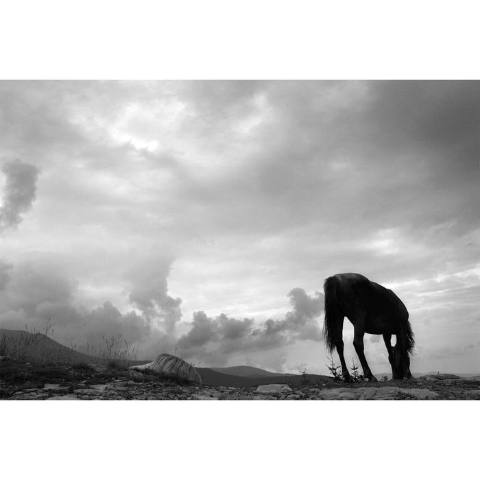 Grazing Horse Gloss Poster Printed | Wallhogs