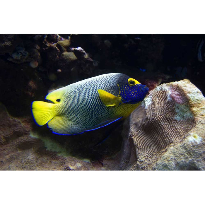 Reef Angel Fish Wall Decal Printed | Wallhogs