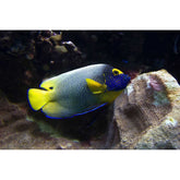 Reef Angel Fish Wall Decal Printed | Wallhogs