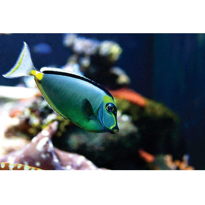 Reef Naso Tang Fish Gloss Poster Printed | Wallhogs