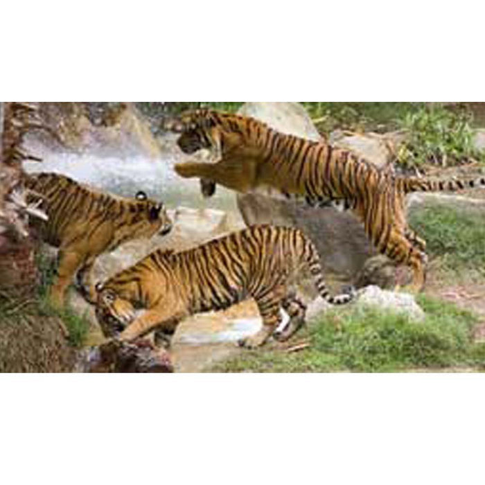 Tiger Gang Gloss Poster Printed | Wallhogs