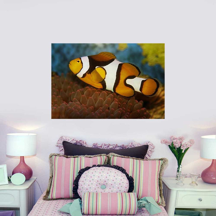 24x36 inch Clownfish Poster Installed Above Bed