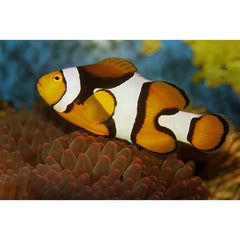 Clownfish Wall Decal Printed | Wallhogs