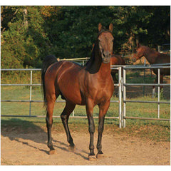 Corralled Horse Wall Decal Printed | Wallhogs