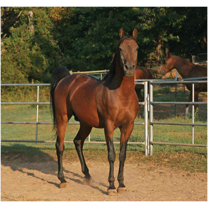 Corralled Horse Gloss Poster Printed | Wallhogs