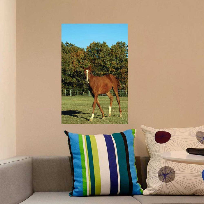 24 inch Horse Portrait Gloss Poster Displayed Above Sofa