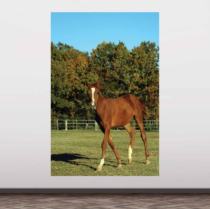 72 inch Horse Portrait Gloss Poster Displayed on Wall