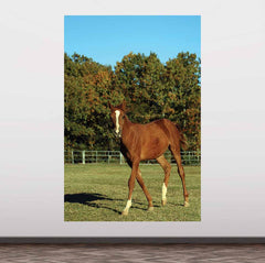 72 inch Horse Portrait Wall Decal Installed on Wall