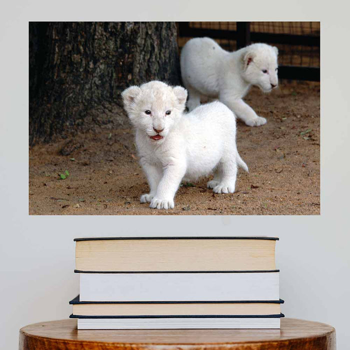 24 inch Lion Cubs Gloss Poster Installed Above Books on Table