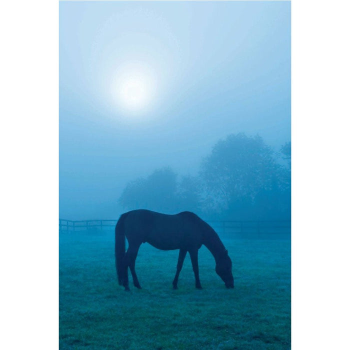 Morning Mist Horse Wall Decal Printed | Wallhogs