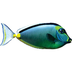 Naso Tang Wall Decal Printed & Die-Cut | Wallhogs