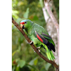 Parrot on a Branch Wall Decal Printed | Wallhogs