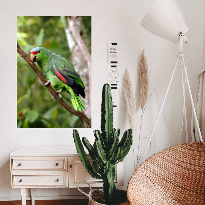 48 inch Parrot on Branch Decal Installed Above Stand